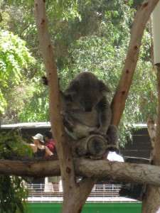 Israel Koala Israel Koala