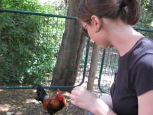 Rooster at Israel Zoo
