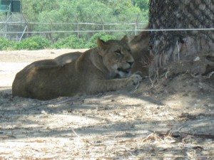 Lion at Ramat Gan Zoo, Israel
