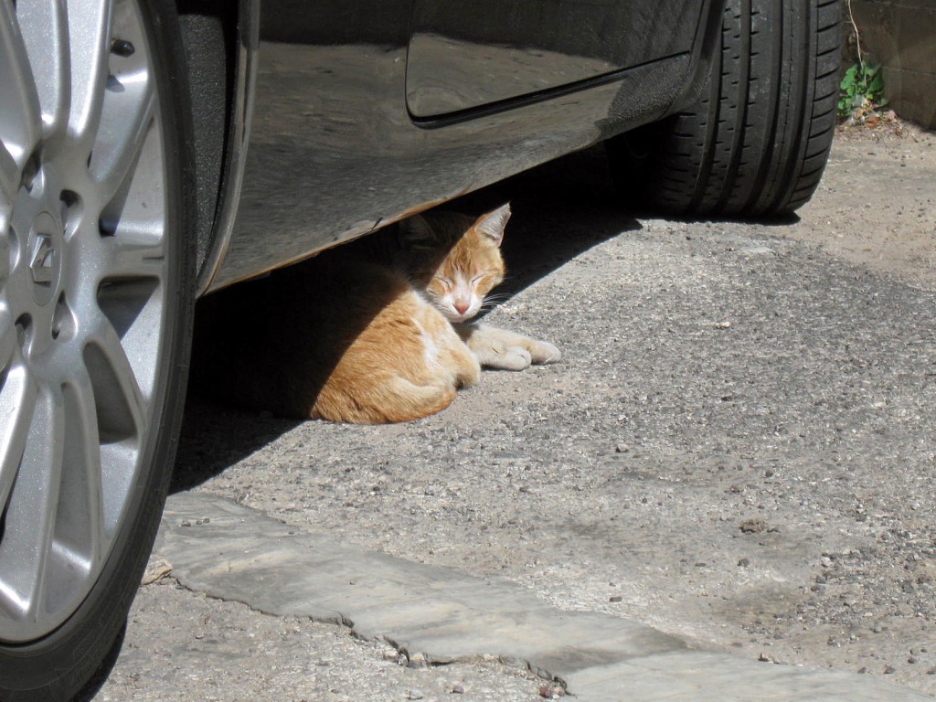 Israel Cat Israel Cat
